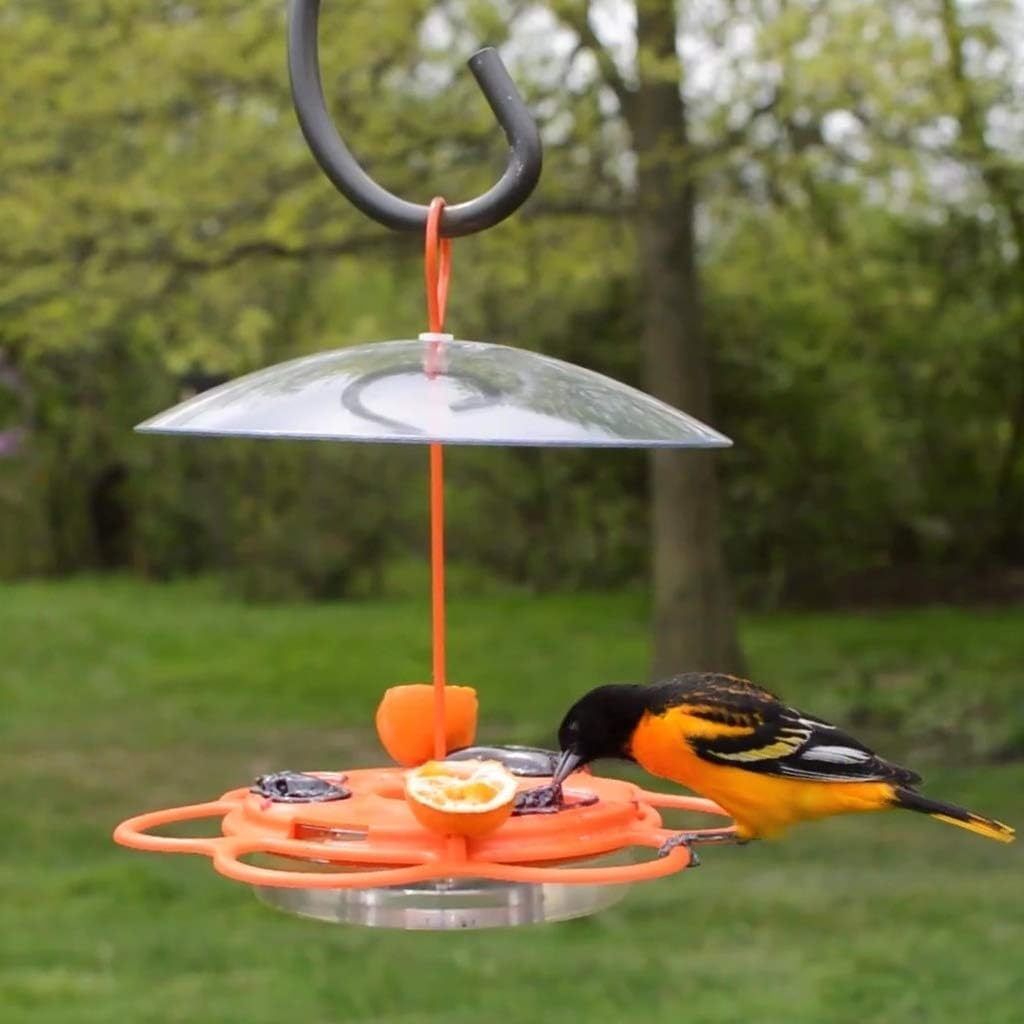 Nature's Way OFP1 All-in-One Oriole Buffet Bird Feeder, Orange