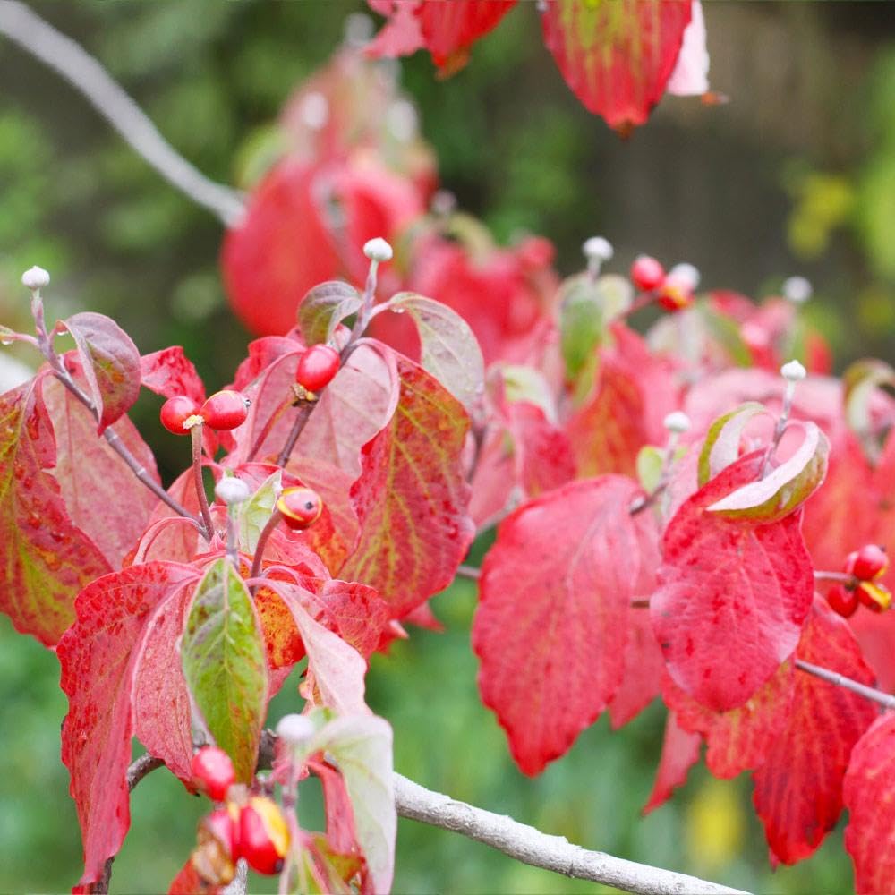 Brighter Blooms - White Dogwood Tree, 2-3 ft. - No Shipping to AK, AZ, FL, HI