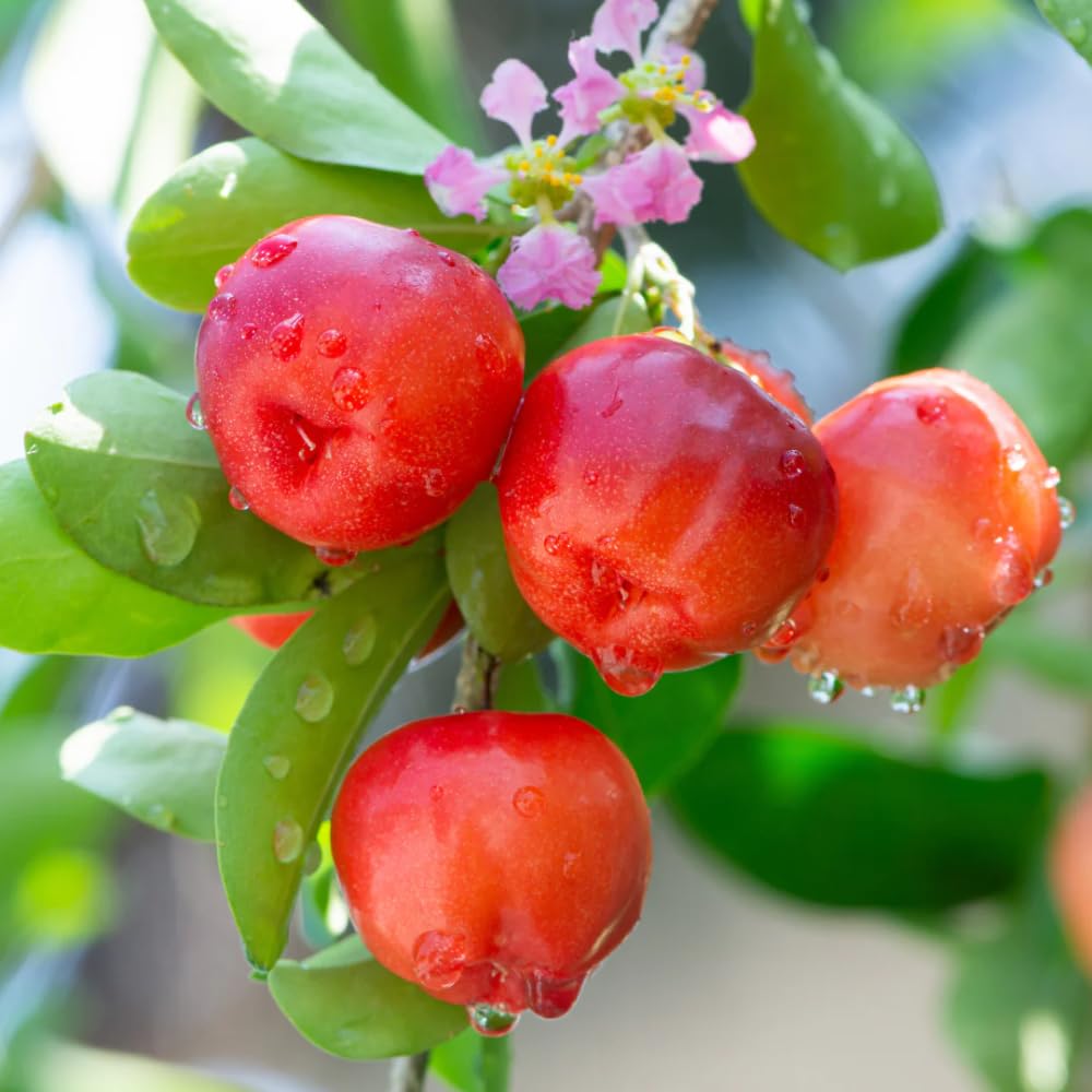 Cherry Plant Live 4-8 Inch, Edible, Sweet, High Yielding Fruit Tree, Container and Garden Planting, No Pot (Barbados Cherry)