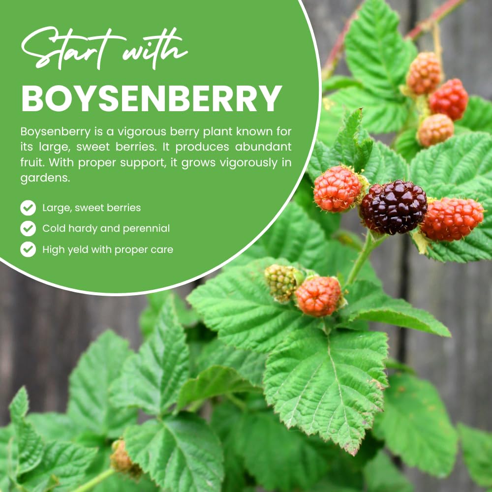 Set 2 Thornless Boysenberry Plants, Sweet Boysenberry Plants for Planting, 4 to 6 Inches Tall, High Yielding Berries for Indoor Outdoor Garden