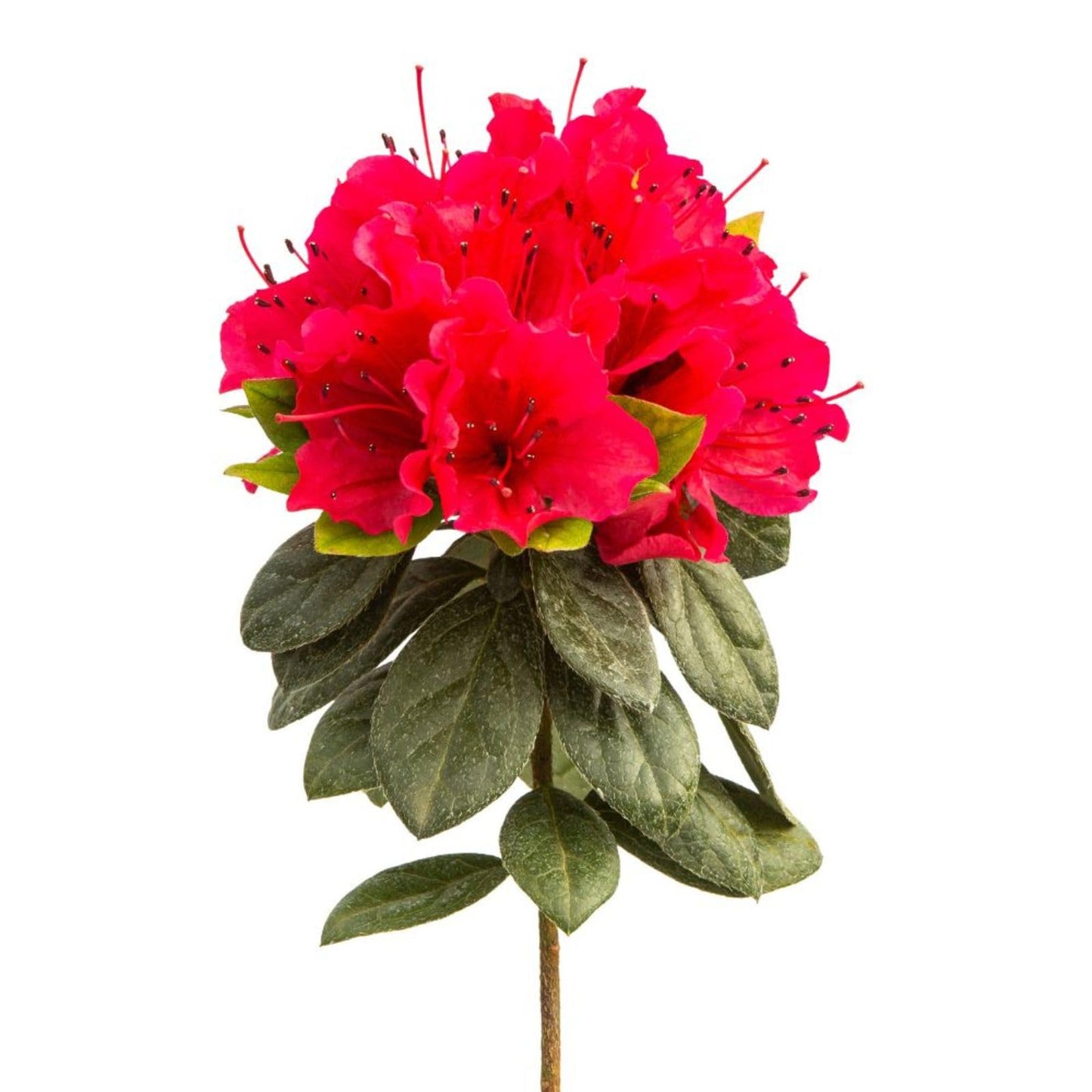 Proven Winners Perfecto Mundo Red Reblooming Azalea (Rhododendron x) Live Plant, 4.5" Qt, 4 Pack