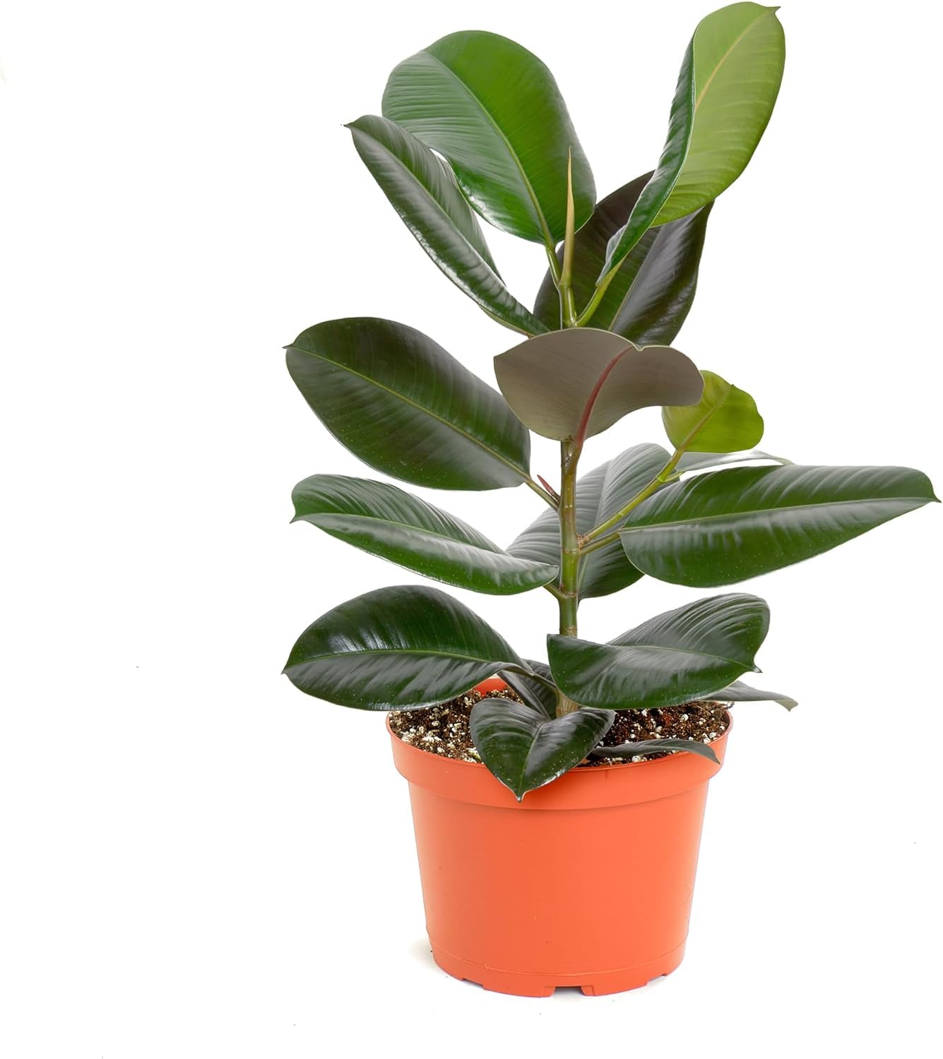 Shop Succulents Ficus Burgundy Rubber Tree, Live Indoor Floor Plant, Trendy Living Room or Office Decor, Tropical Houseplant Potted in Soil with Grower Pot, Garden and New Home Gift, 6 Inch Pot