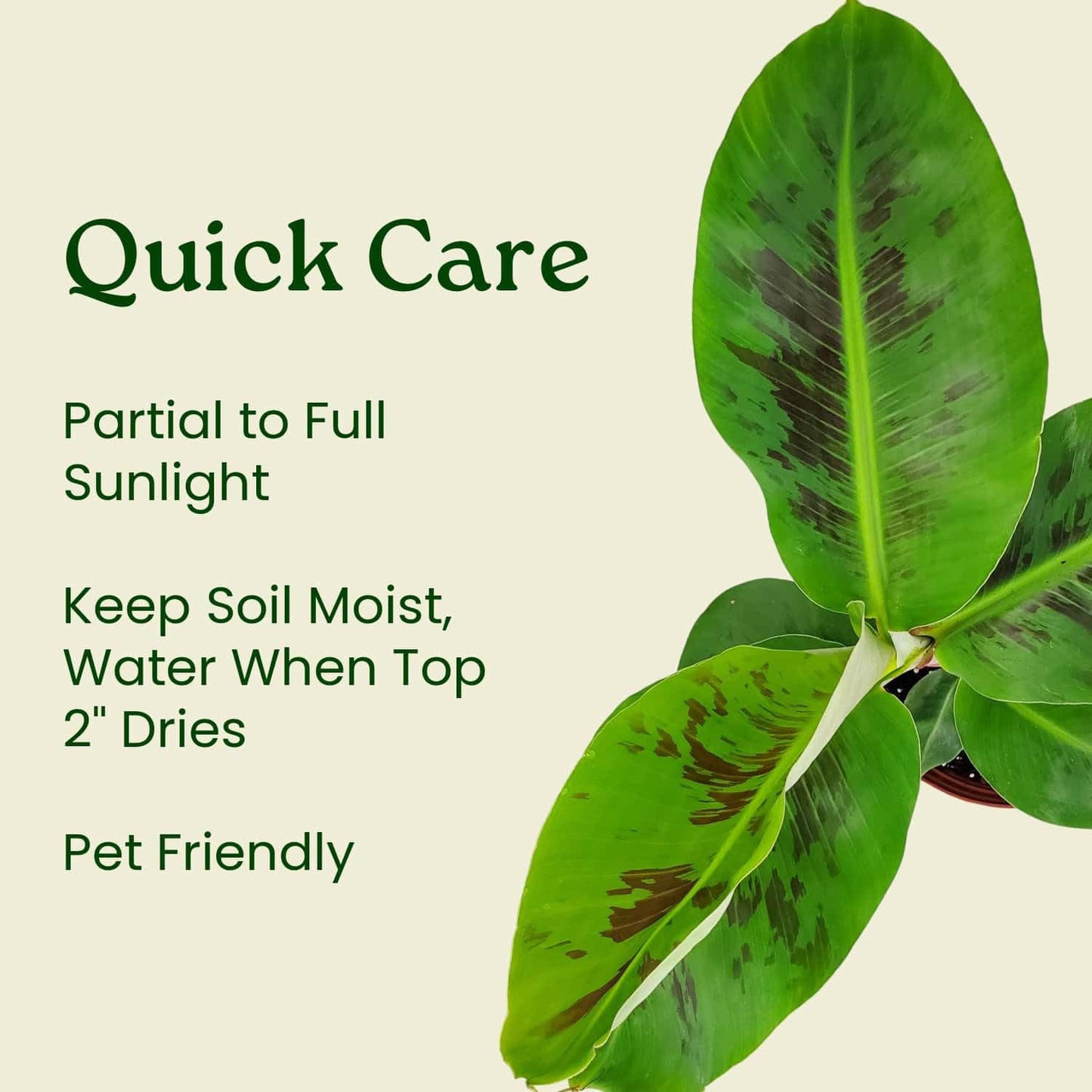 Tropical Plants of Florida Dwarf Cavendish Banana Tree Live Plant 3 Gallon Nursery Pot, 28 to 38 Inch Tall Edible Banana Plant, Tropical Patio Outdoor Tree