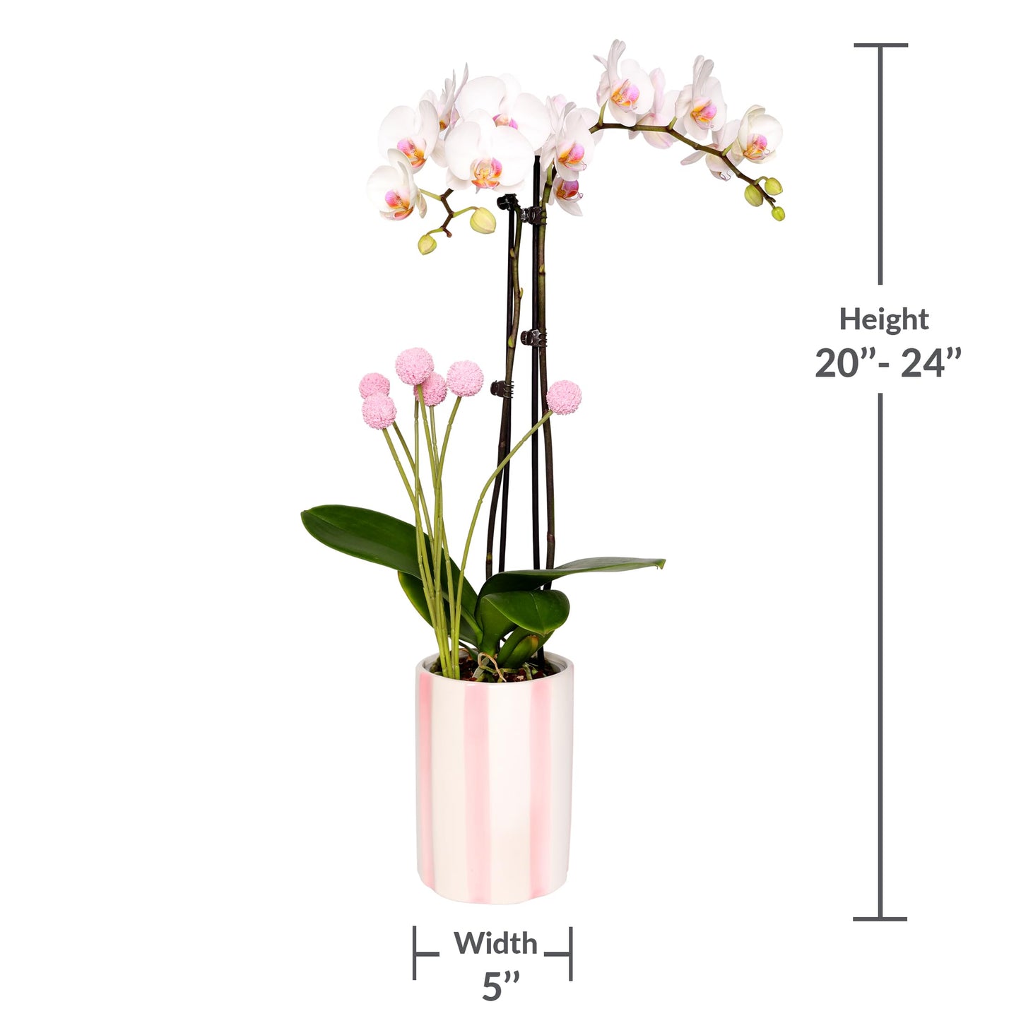 Green Circle Growers 5" White with Pink Orchid with Mom Pick and Billy Balls, Living Indoor Plants, House Plant