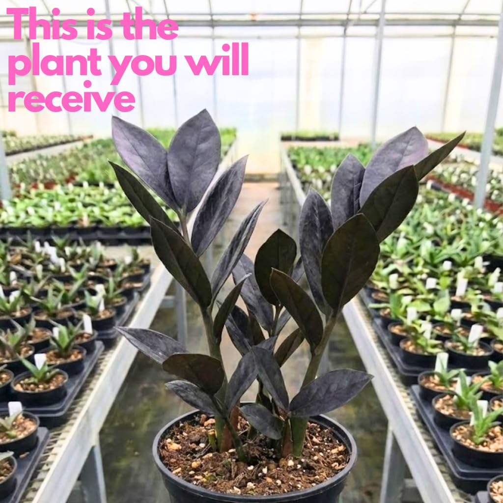 ZZ Plant Live in 6 Inch Pot |Black Raven ZZ Plant Live with Glossy Dark Foliage | Easy-Care Zamioculcas for Indoor Rooms, Works Well in Homes, Apartments & Office Settings