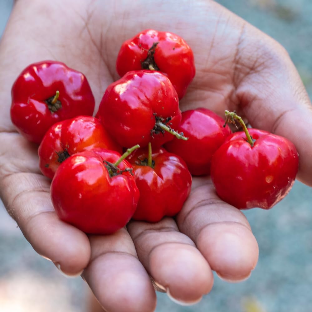 Cherry Tree Live Plant, Sweet Cherries Fruit Tree 4-8'' Tall, Tropical Fruit Trees for Planting Outdoor (Barbados Cherry Tree)