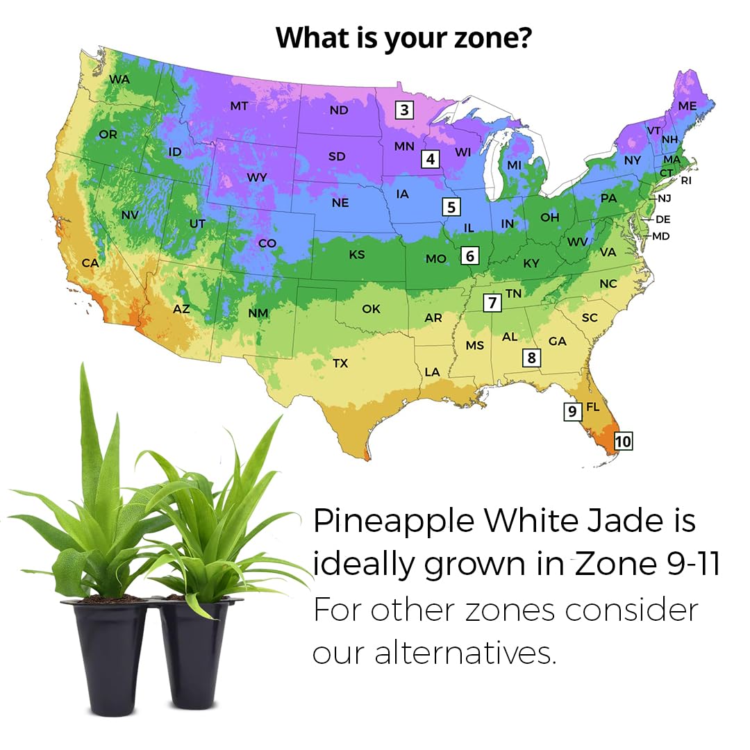 Pineapple Plant White Jade (4 Pack) | Grow Your own Food on Your Edible Organic Garden | Easy to Grow Plants | Edible Fruit Plant for Sustainable Living | Live for Planting |