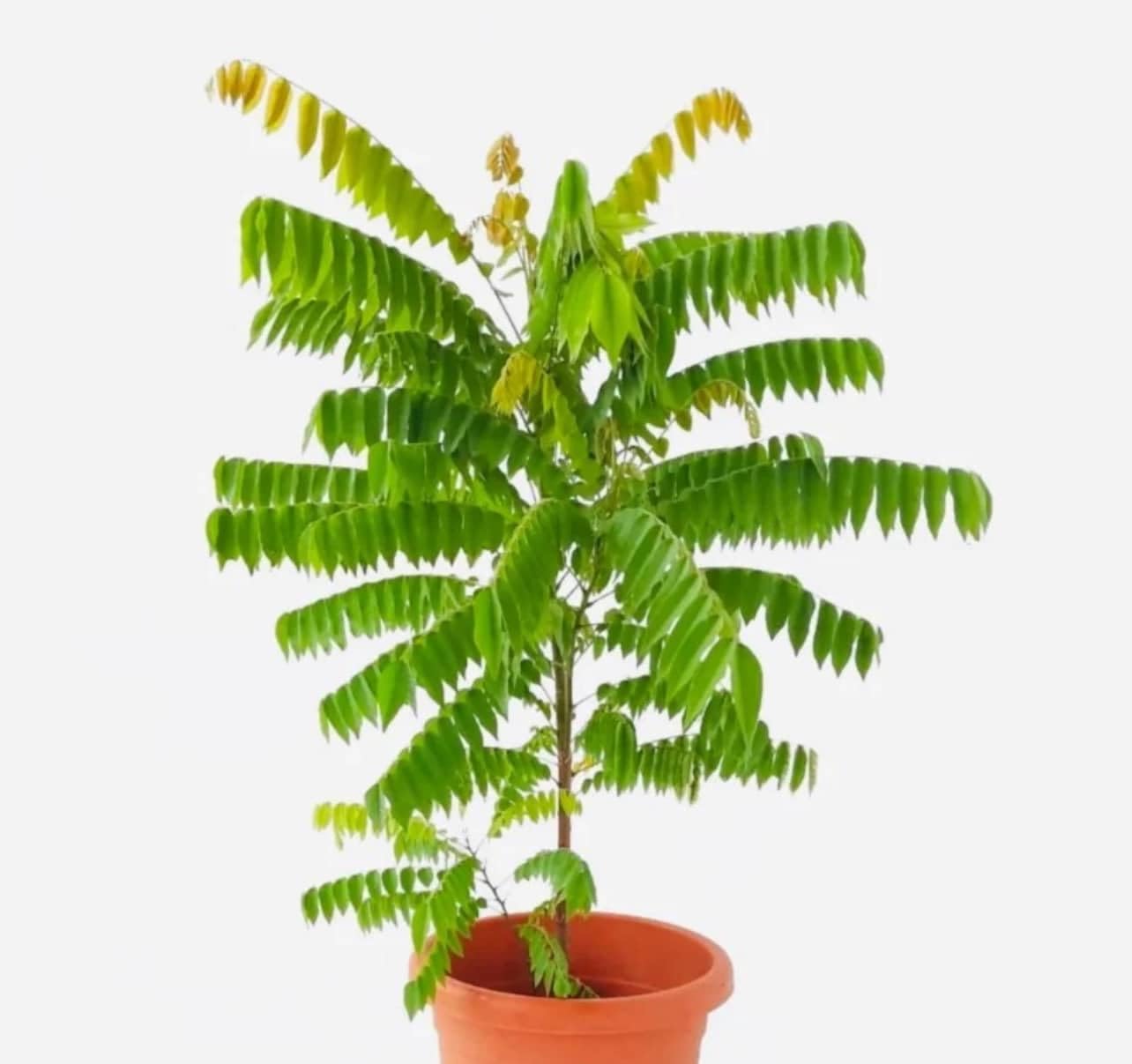 Live Plant - Bilimbi Cucumber Tree (Averrhoa Bilimbi) Live Fruit Tree 1β-2β Feet Tall