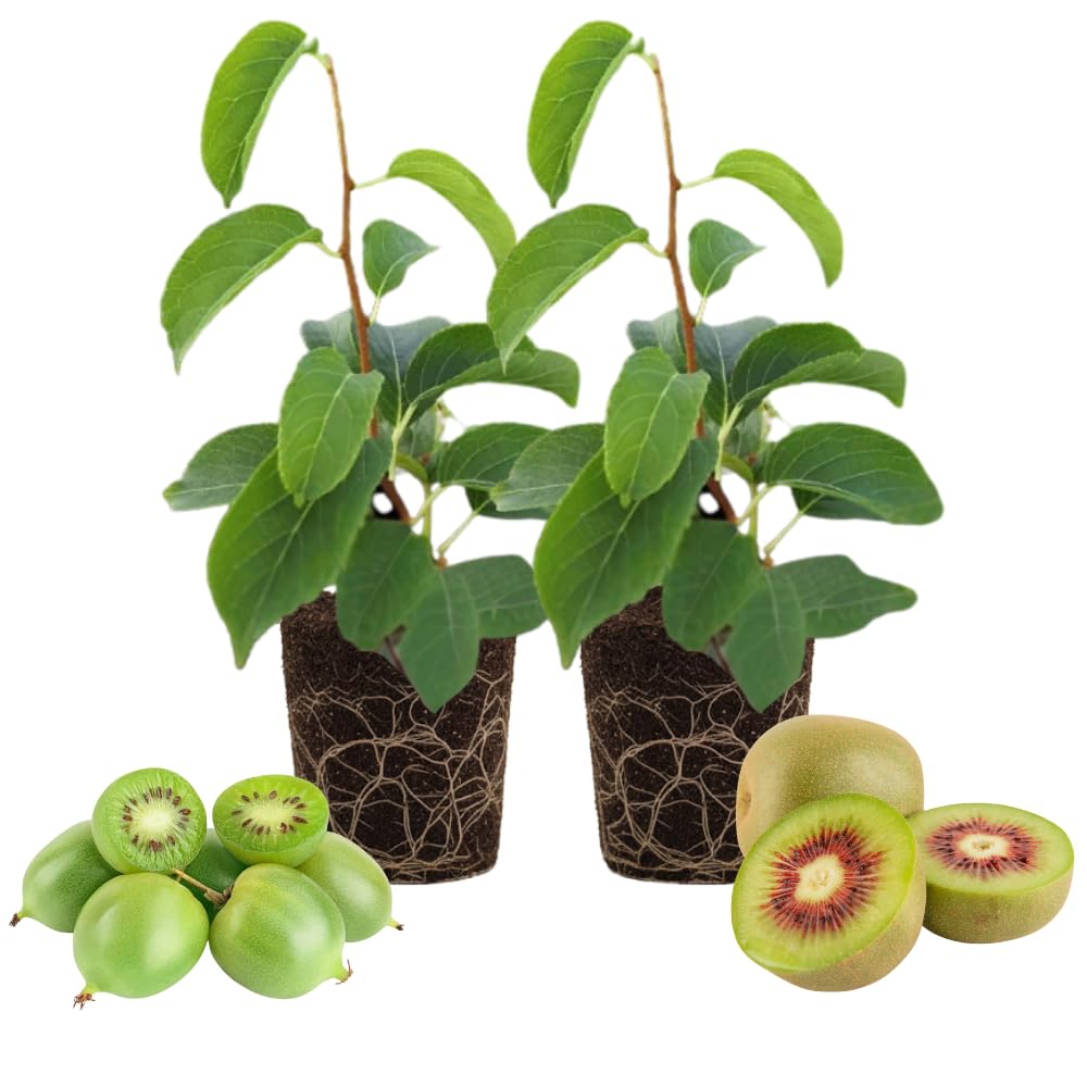 2 Hardy Kiwi Plants Live, Well Rooted 4-6" Tall Kiwi Vines, Perennial Fruit Plants for Garden or Trellis