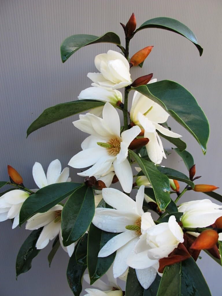 Live Plant - Michelia doltsopa Magnolia TreeWhite Fragrant Blooms! Well Rooted