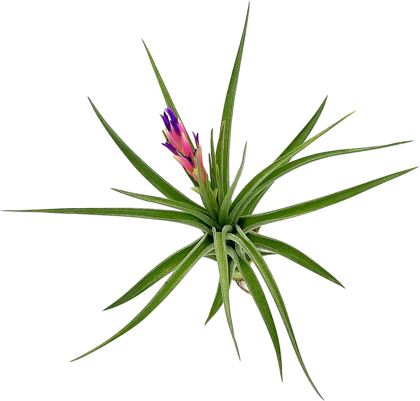 Air Plants - Flowering Tillandsia Aeranthos, Large 3-5" - 3ct - Live Arrival Guaranteed - House Plants for Home Decor & Gift