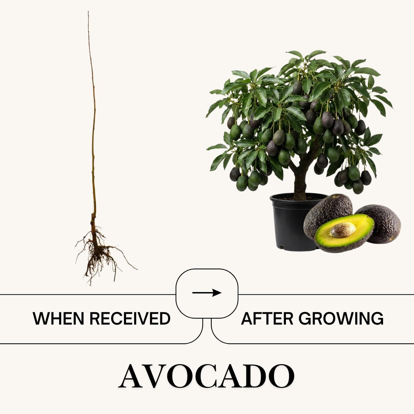 Live Dwarf Avocado Tree 3 Ft Tall, Avocado Fruit-Bearing Tree in 3 Gallon Pot, Container or Garden Growing