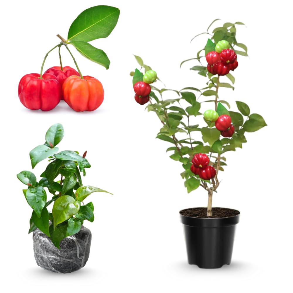 Dwarf Barbados Cherry Tree 4-8" in Tall, Sweet Cherry Live Plant, Starter Plants High Yielding, No Pot, Outdoor Spring Planting