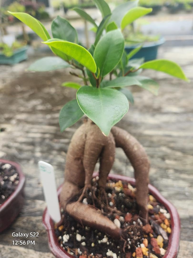 Ginseng Ficus Bonsai Plant in 6-inch Pot, Live Indoor Houseplant with Growing Guide