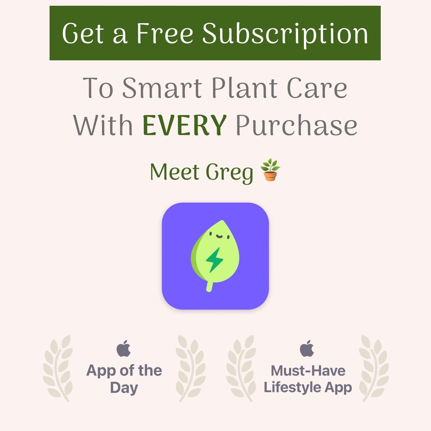 American Plant Exchange Philodendron Brasil, 6-Inch Pot, Chartruse Variegated Foliage, Easy to Care Plant, Live Indoor Houseplant for Home & Office Decor