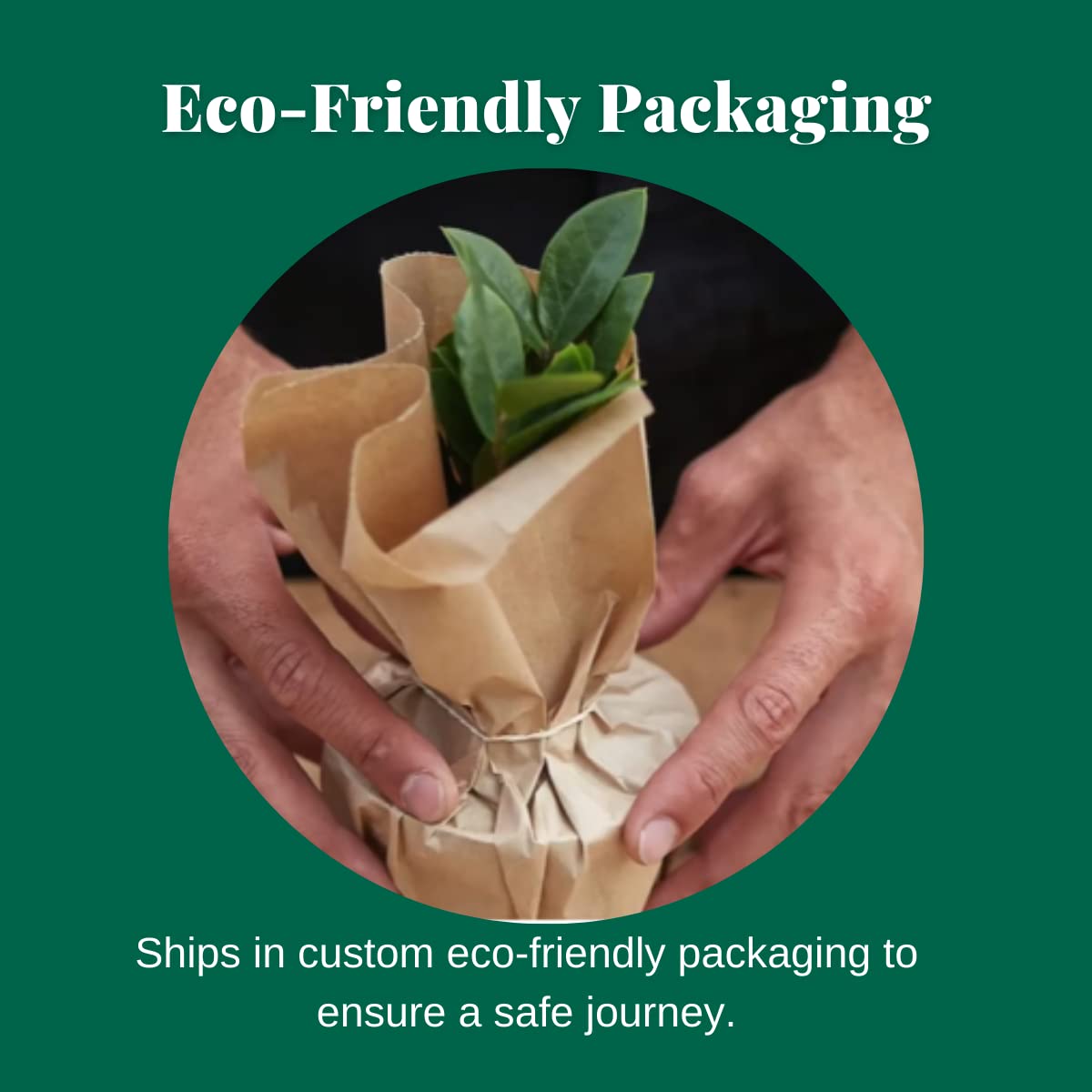 HOUSE PLANT SHOP | Spider Plant 'Bonnie' - 6" Pot | Live Indoor Plant | Easy to Care | Natural Décor Plant | Great Gifts| Free Care Guide