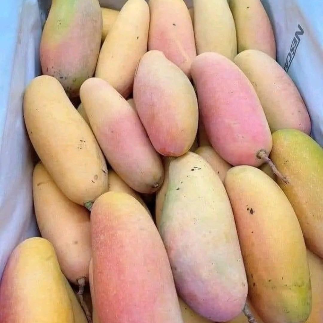 Live Maha Chanok Mango Tree Plant, Grafted Mango Tree, Sweet Fruit Live Plant, 2-3 Feet Tall in 3 Gallon Pot for Planting, No Ship to CA