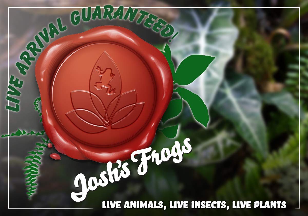 Josh's Frogs Desert Plant Kits for Arid Bioactive Terrariums (Extra Small)