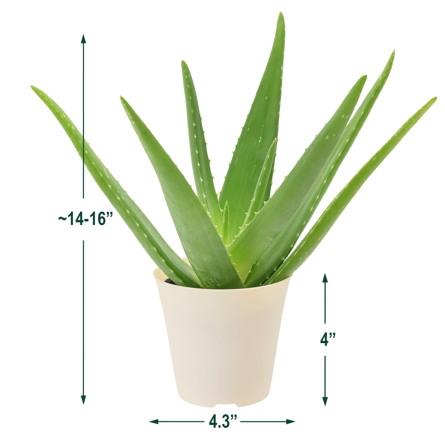 Arcadia Garden Products Live Aloe Vera Succulent Easy Indoor Houseplant in Plastic Pot, Air Purifying Ornamental Plant Gift for Home and Garden Decor, 4 Inch