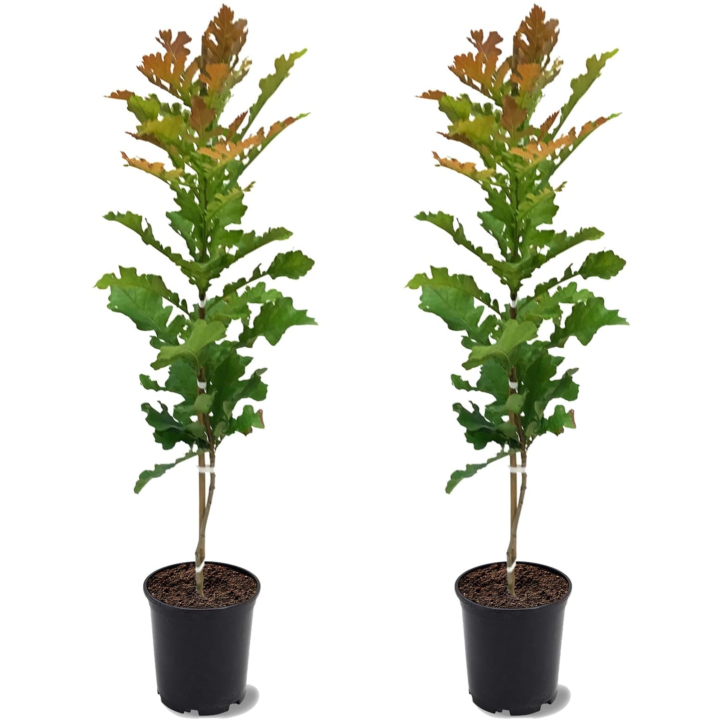 Bur Oak, Canopy Tree, Acorn Bearing Tree, Deciduous, 2-3 ft Tree Height, 1 gal. Nursery Pot (Due to Agricultural Laws, we Cannot Ship to CA, AZ, AK, or HI), 2 Trees