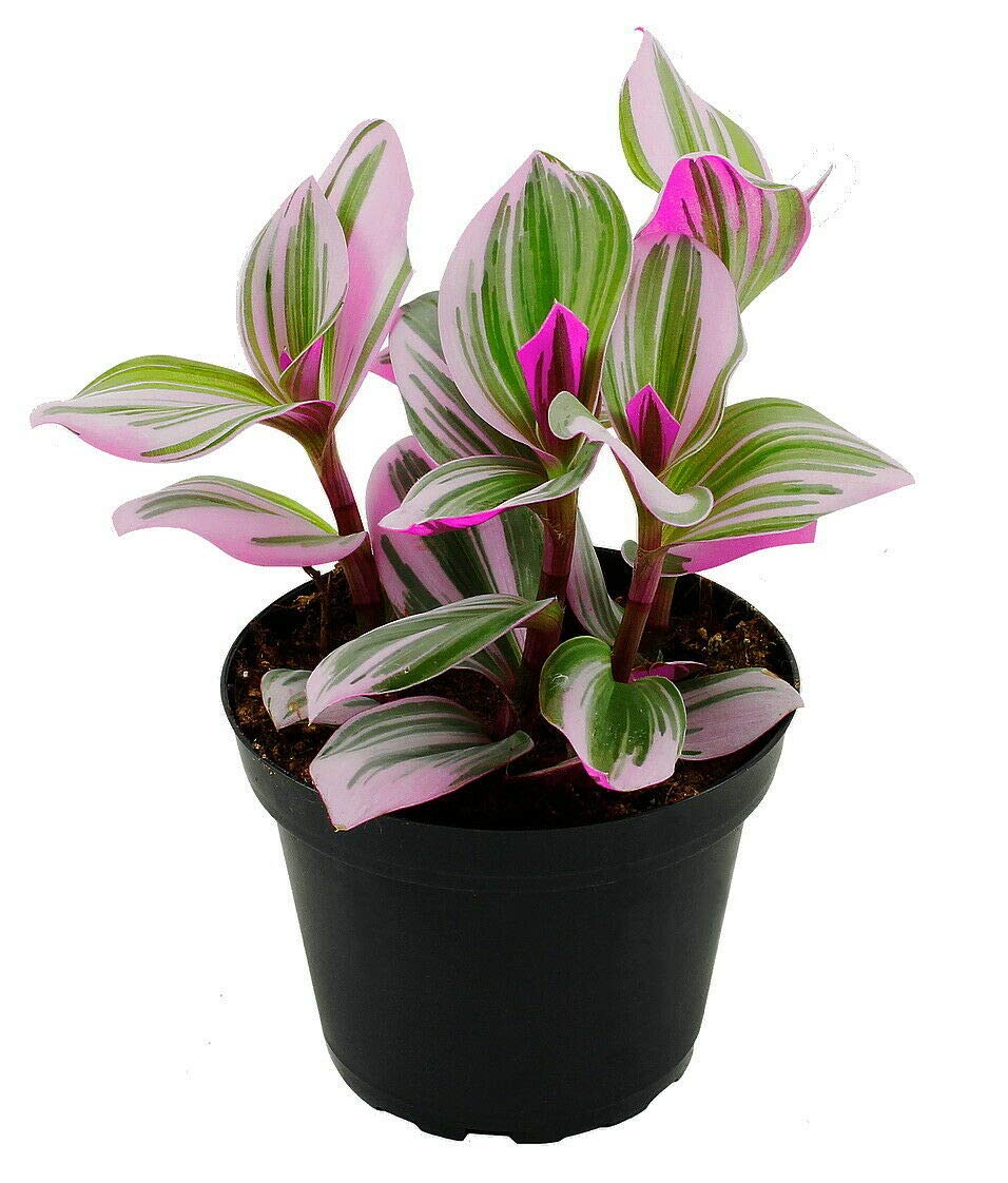 Rare Nanouk Pink Wandering Jew -Tradescantia - 4" Pot - Collector's Series