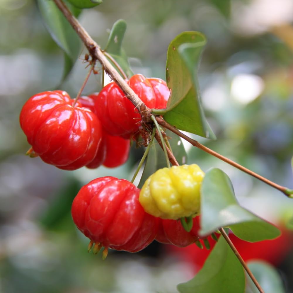 Surinam Cherry Tree Live Plant, 4-7" in Tall, Edible, Sweet, High Yielding Cherry Fruit Tree Fast-Growing for Outdoor Spring Planting