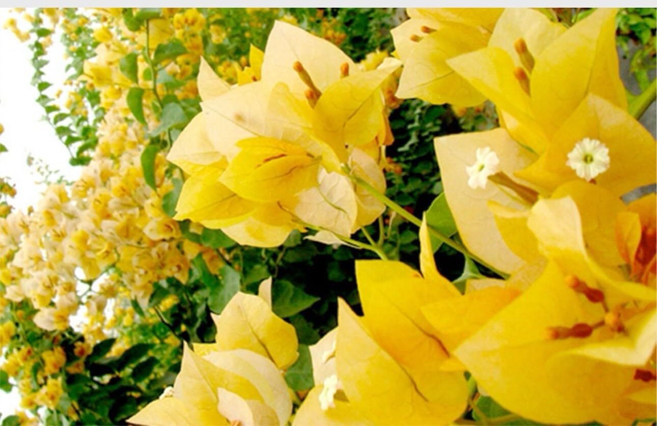 Live Plant - 4โ Pot of Gold Live Rooted Bougainvillea Plant