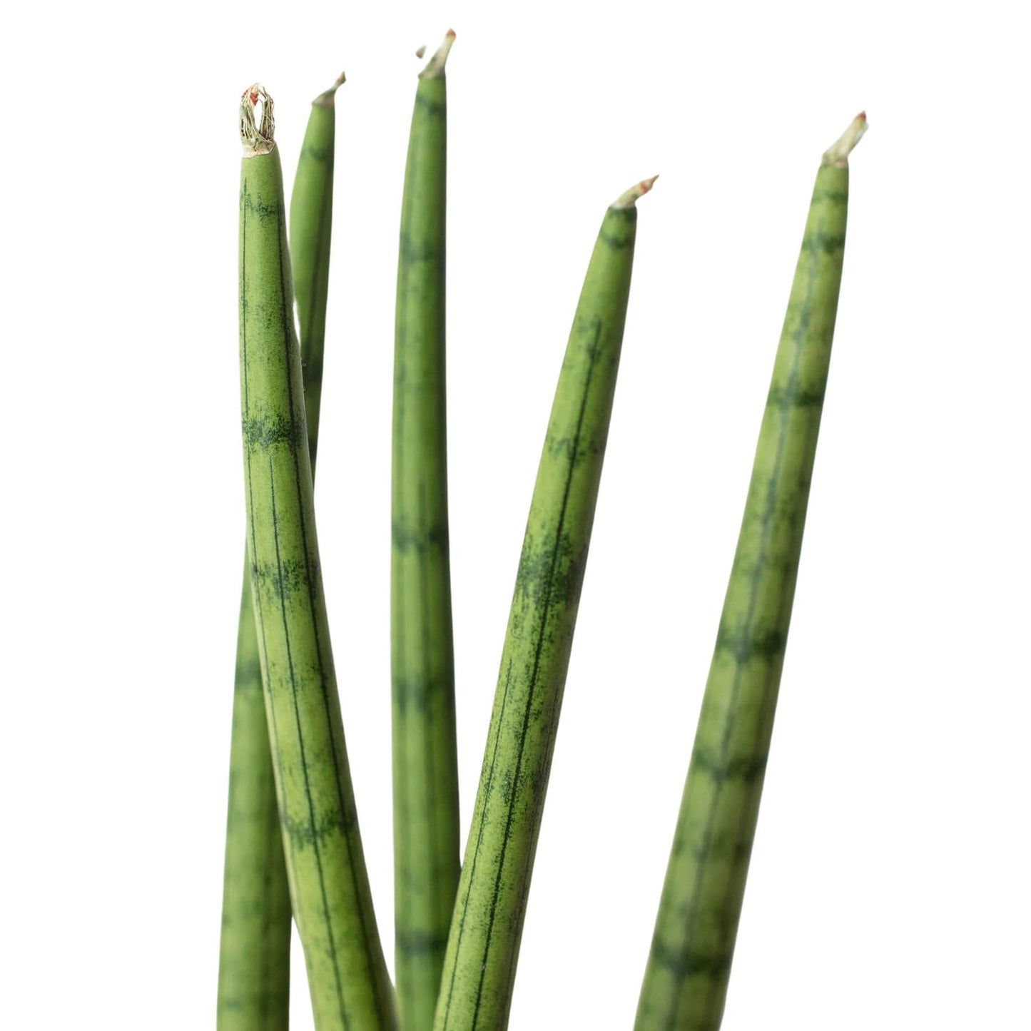 4 Pack Snake Plant Cylindrica in 4in Pot - Live Plants Tropical Houseplants | Variegated | USA Growers | The Snobby Leaf