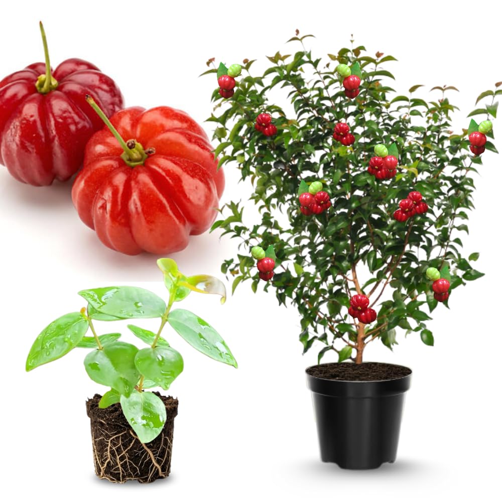 7 Months Old Surinam Cherry Tree Live Plant, Fast-Growing and High Yielding Sweet Fruit, Edible Fruit Bearing Tree for The Patio and Garden, No Pot, 4-8" in Tall