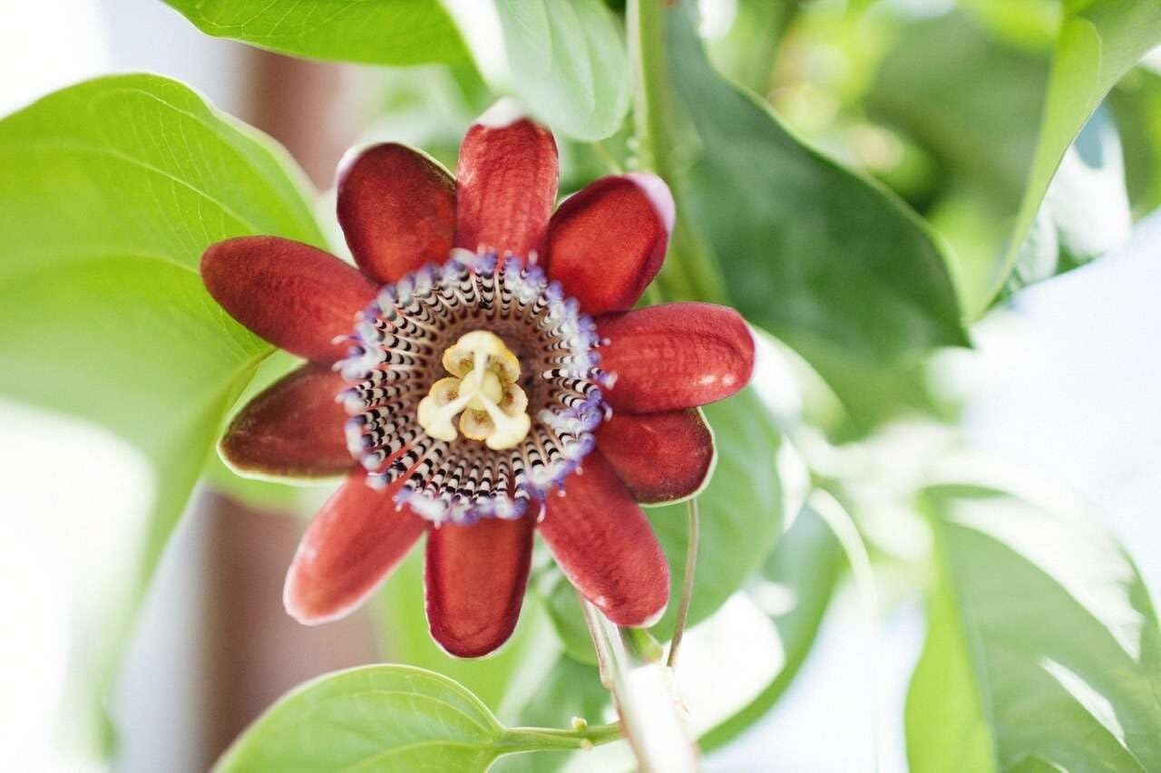 Live Plant - Passion Fruit Live Fruit Plant 1β-2β