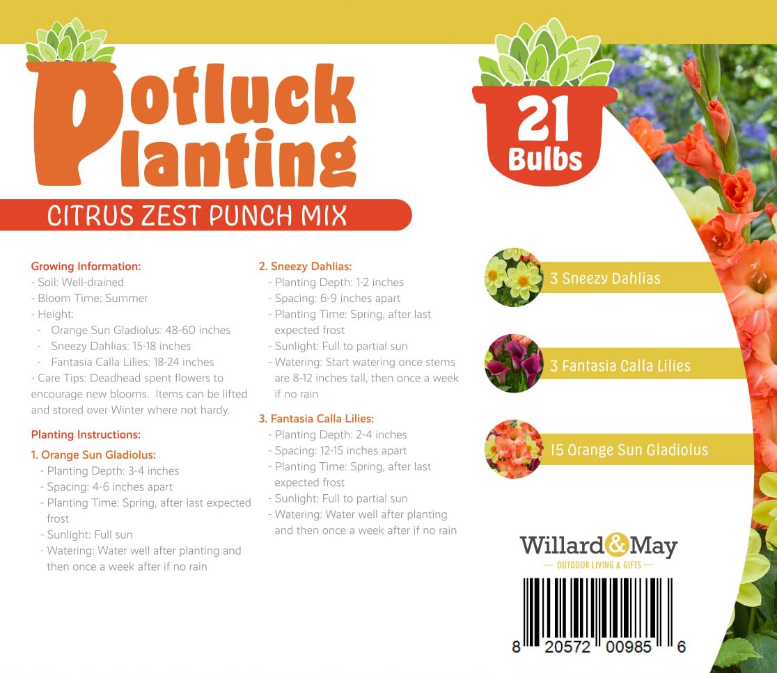 All-in-One Flower Bulb Garden Kit - Citrus Zest Punch Mix - 21 Flower Bulbs per Box - Dahlias, Lilies, Gladiolus - Fragrant - Naturalizing - Live Outdoor Potluck Planting - Easy to Plant Flowers