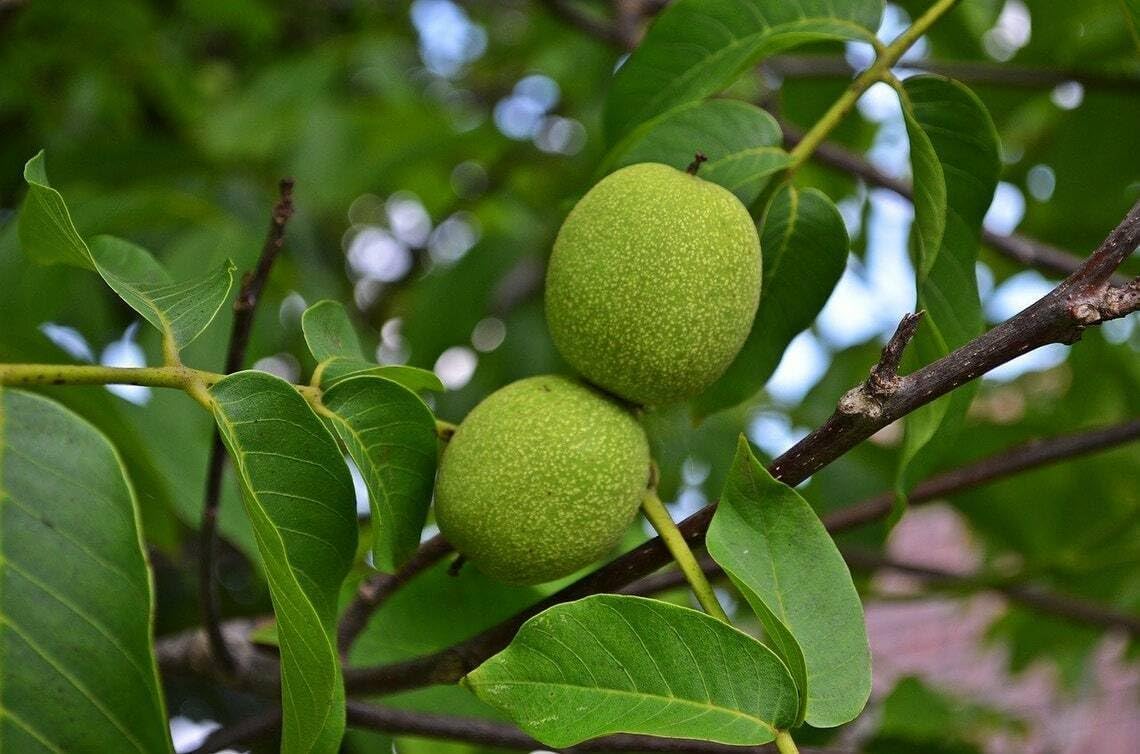 Black Walnut Tree 10-14" Tall Live Plant in a 4" Pot