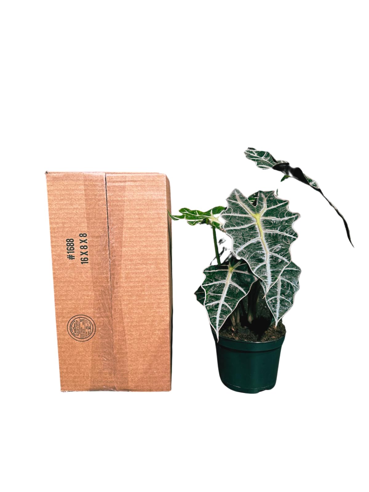 Alocasia Polly African Mask Plant in a 4" Nursery Pot - Tropical Indoor Plant - Air Purifier Houseplant for Gift