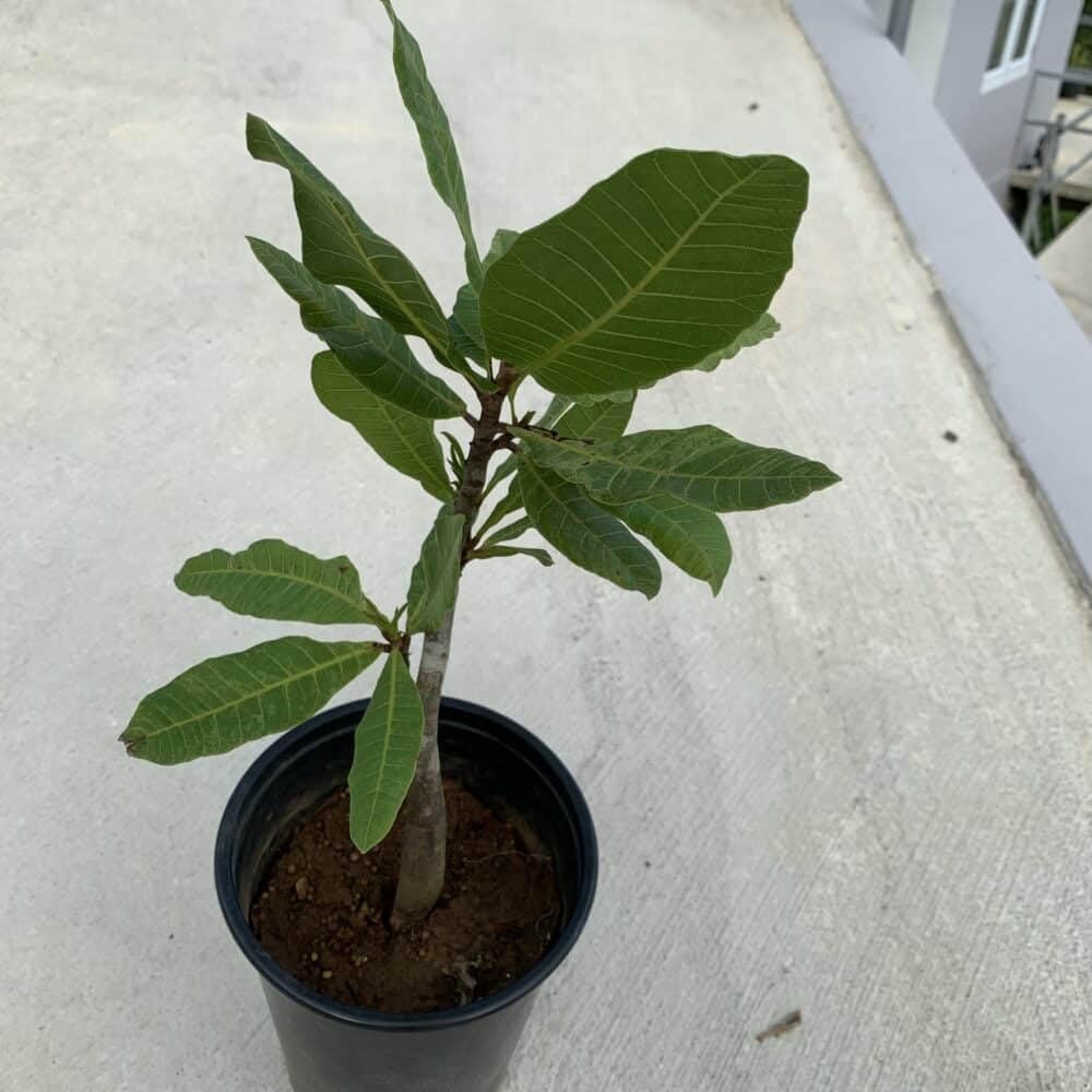 Live Plant - Cashew Nut/Pajuil (Anacardium Occidentale) Tropical Fruit Tree 12β-18β Big