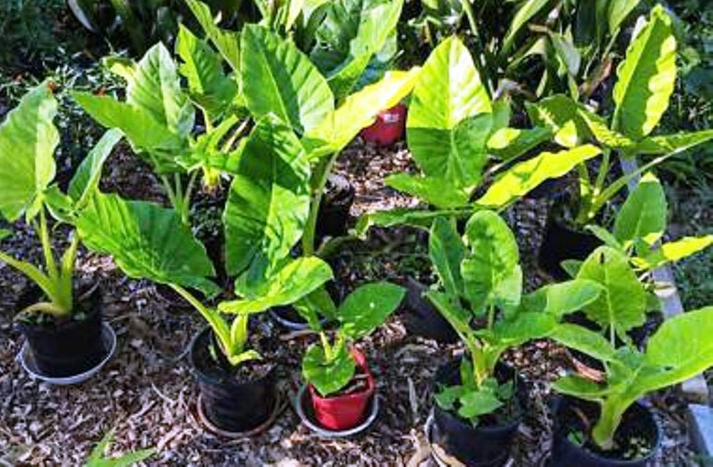 Colocasia Esculenta - Elepant Ear - Taro Gabi Kalo Eddo - 5 Ready to Grow Bulbs Greenhouse PCA