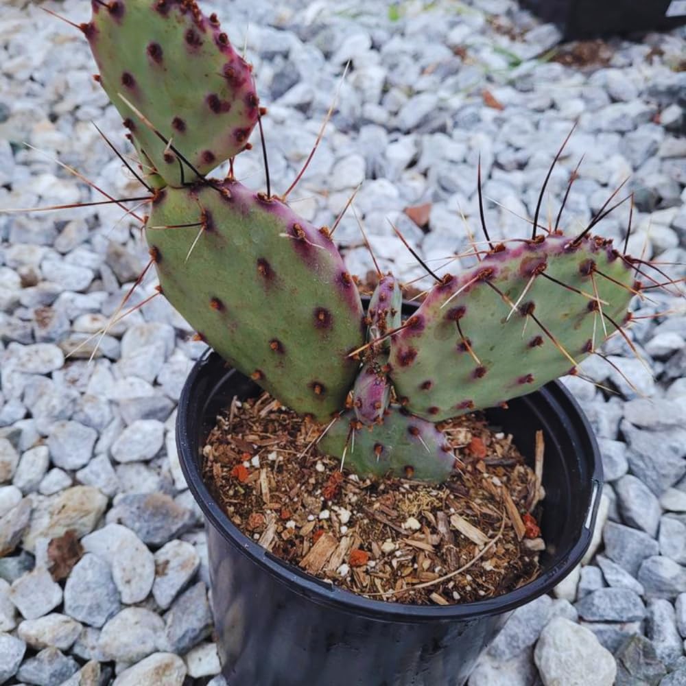 Purple Prickly Pear Cactus Plant Live, 3 Inc Potted, Succulents Plant Live, Live Prickly Pear Cactus Plant