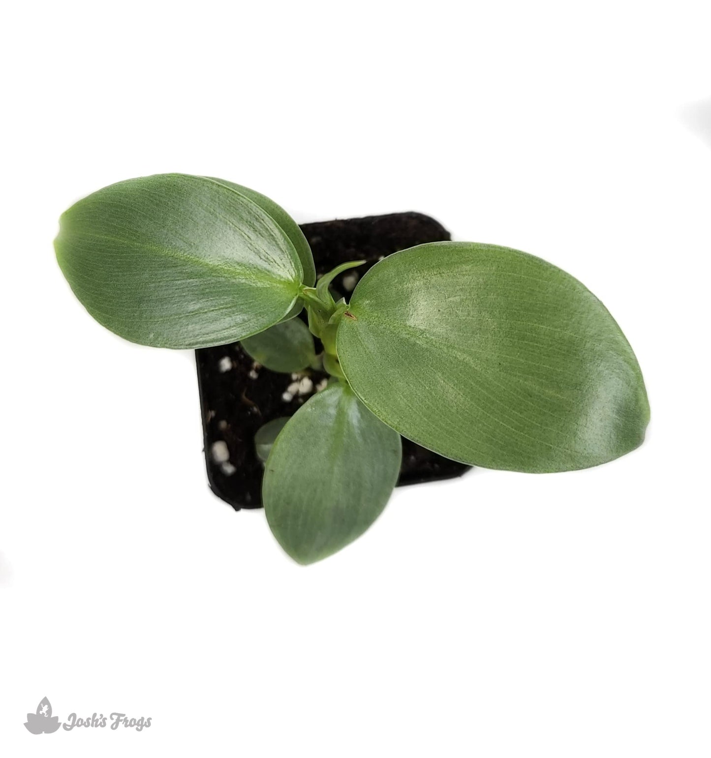 Josh's Frogs Philodendrons (Silver Sword)