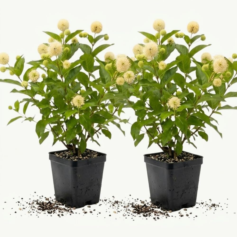 2 Button Bush Live Shrubs in 4 Inch Pot Plant, Native Buttonbush 12-18 Inch Tall, Flowering Shrubs for Rain Gardens, Pond Edges & Outdoor Landscaping