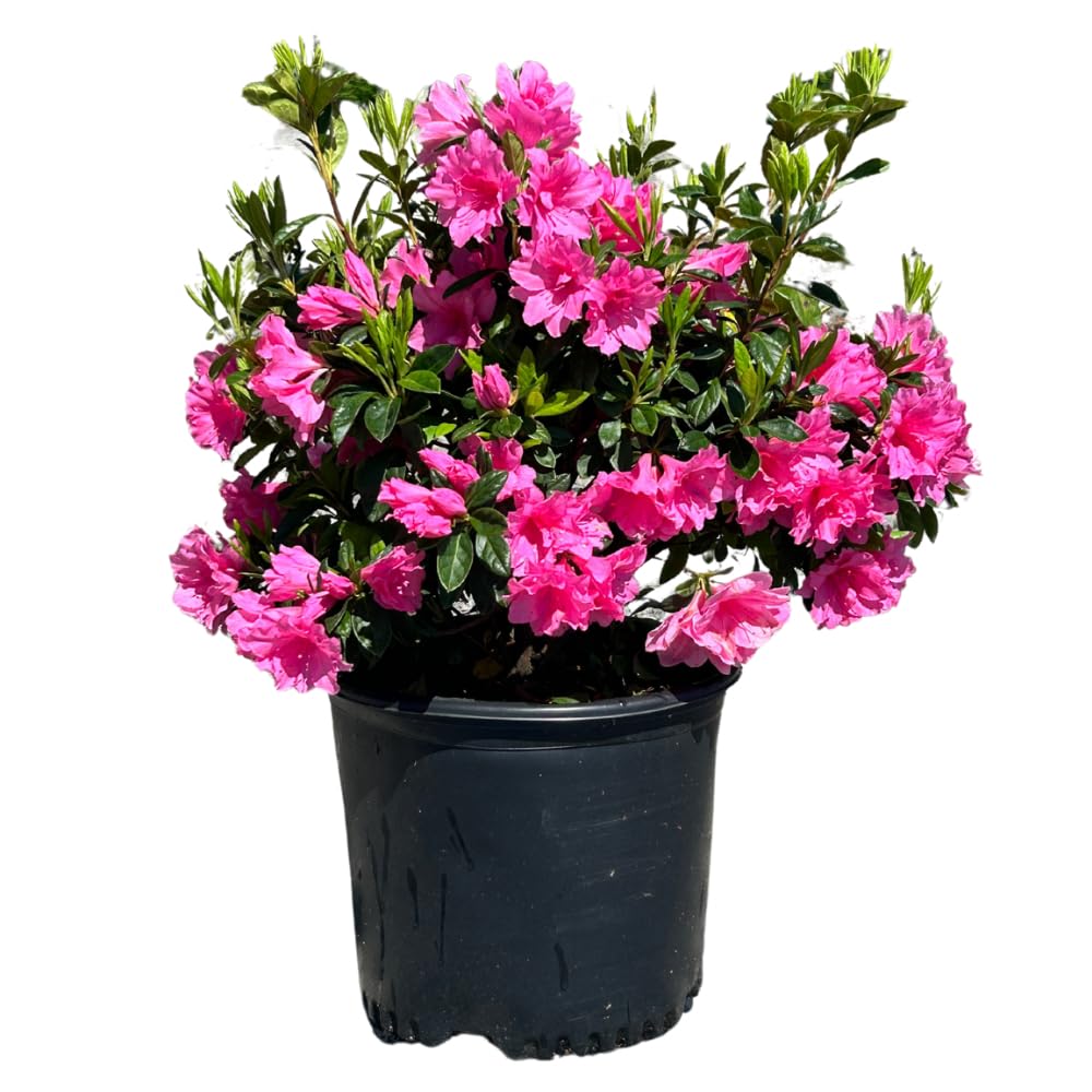 Azalea Pink Ruffle, 3 Gallon, Live Compact Reblooming Evergreen Shrub, Part Sun, Pink Flowers