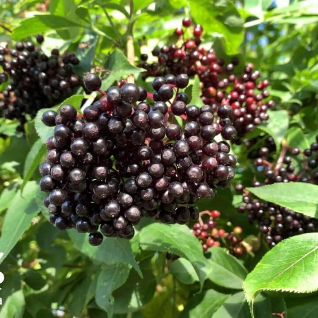 2 Elderberry Bushes Live Plants, 9 Months Old 5-9" in Tall Seedling, Elderberry Plants Live for Planting, Cold Hardy, Zones 3-8