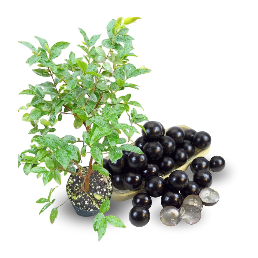 Black Jaboticaba Tree Plant Live, Well Rooted 2 to 3 Feet in Tall in Gallon Pot, Ready to Bear Fruit, No CA,Jabuticaba Fruit Trees
