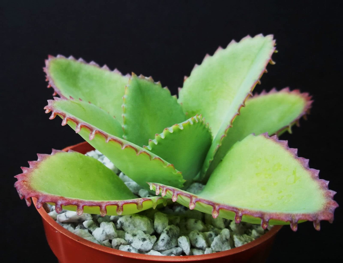 Mother of Thousands Kalanchoe Daigremontiana Succulent Plant, 4 Inch, Live Bareroot, Growing Zones 9-11 by Exotic Succulent Collection