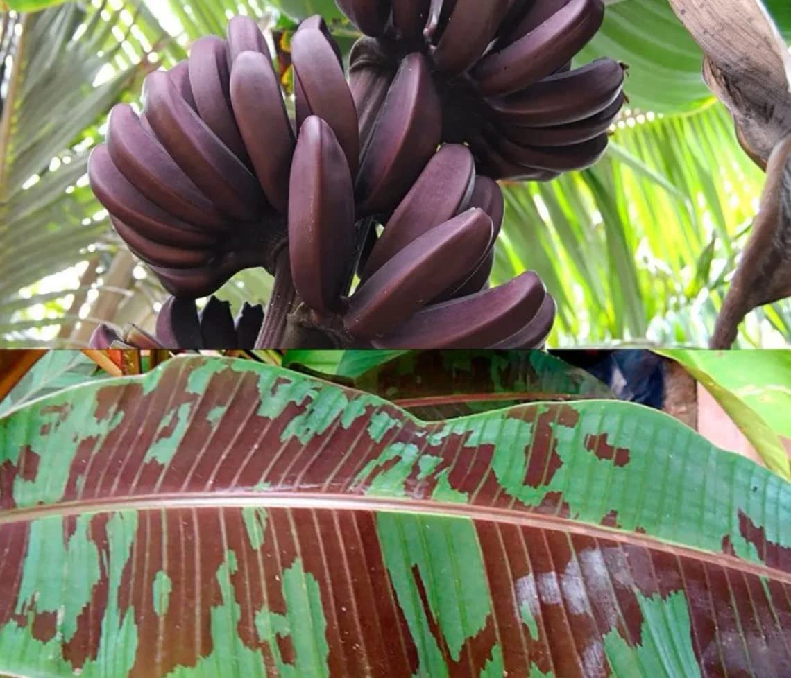 Dwarf Red Banana Plant: Tropical Live Starter Plant