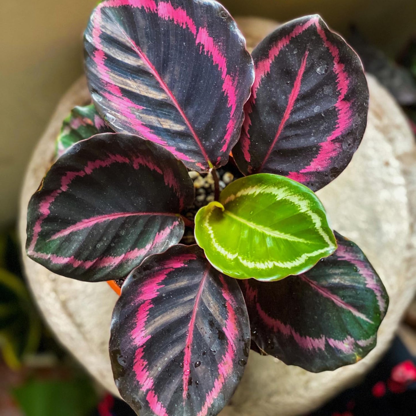 Prayer Plant, Calathea Plant Live, Pink Calathea Plant 4 Inches Pot