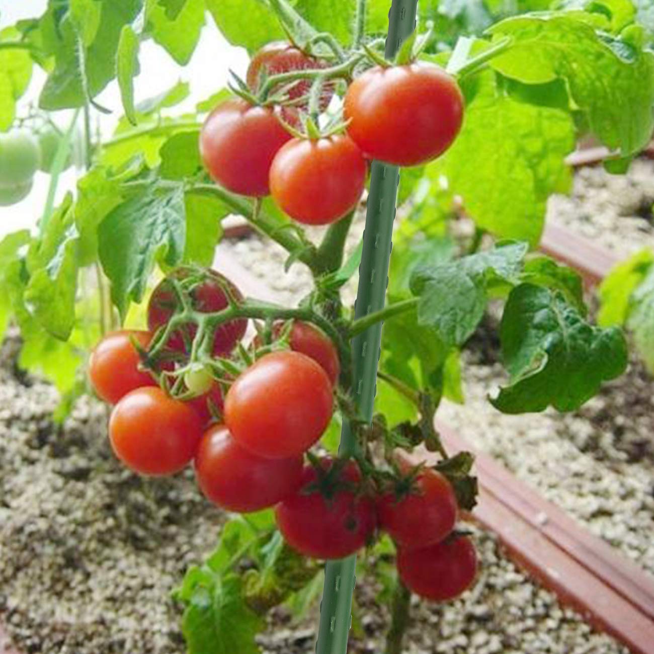 Sunnyglade 25PCS 48” Plant Stakes Garden Tomato Sticks Plant Stakes & Supports for Potted Plants