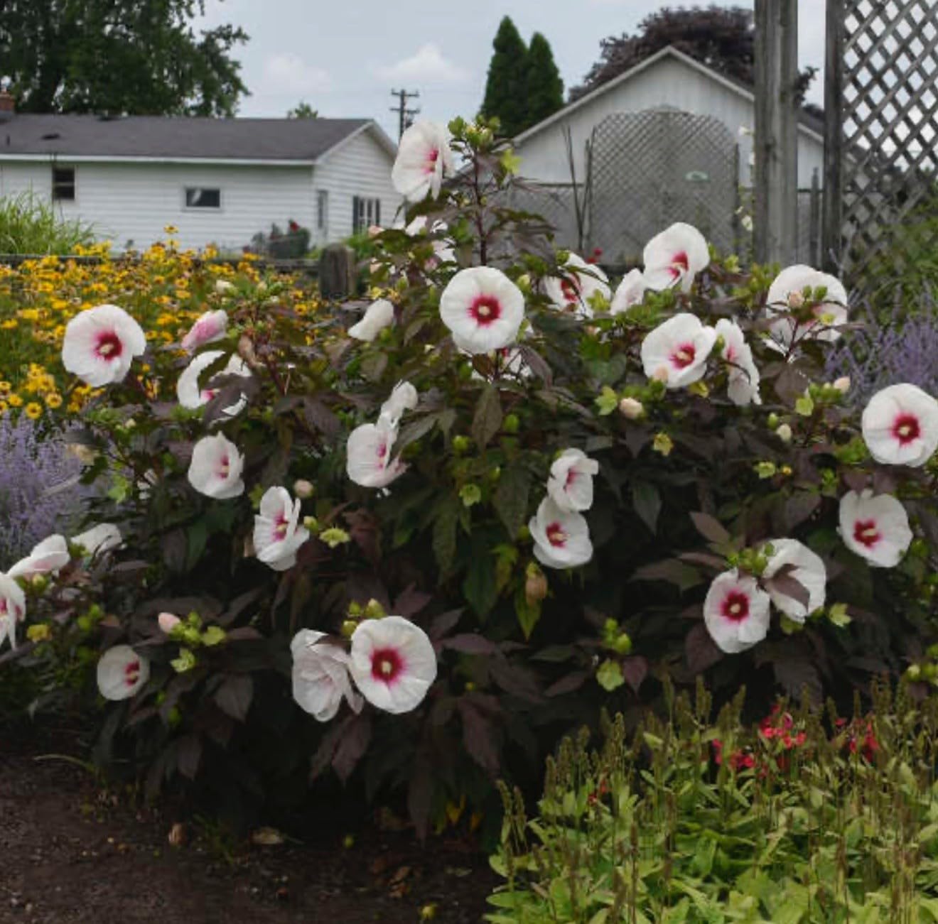 Live Plant - Mocha Moon Hibiscus moscheutos-Small Rooted Starter Plant-Huge 8-10โ Blooms
