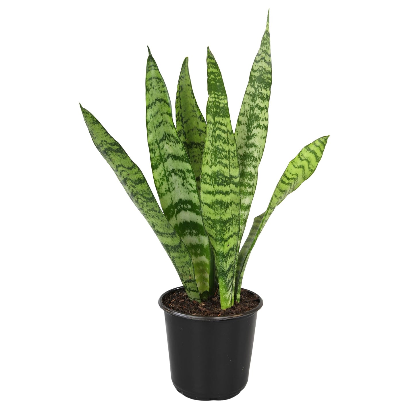 Live Snake Plant, Sansevieria Zeylanica, Indoor House Plant in Pot, Mother in Law Tongue Sansevieria Plant Live, Potted Succulent Plant, Fully Rooted Houseplant in Potting Soil by Plants for Pets
