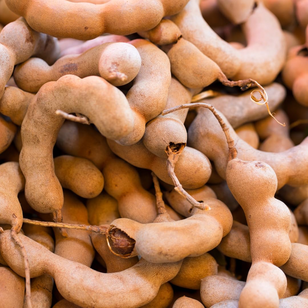 Live Tamarind Tree, Sour Tamarind Fruit Tree, 2–3 Feet Tall in 3 Gallon Pot, Ready to Grow, No Ship to CA