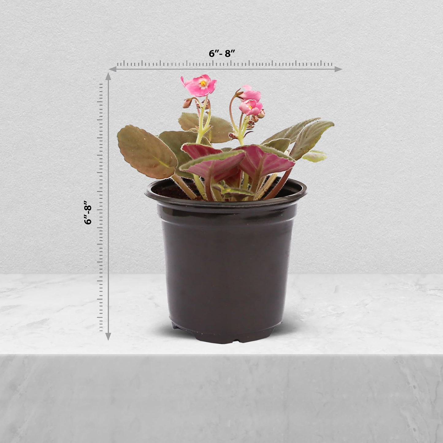 Live Combo 4 Plants African Violets, Blooming Plant, Plant Lover Gift, Housewarming Gift, Birthday Gift, Floral Arrangements, Thank You Gift in 4" Pots