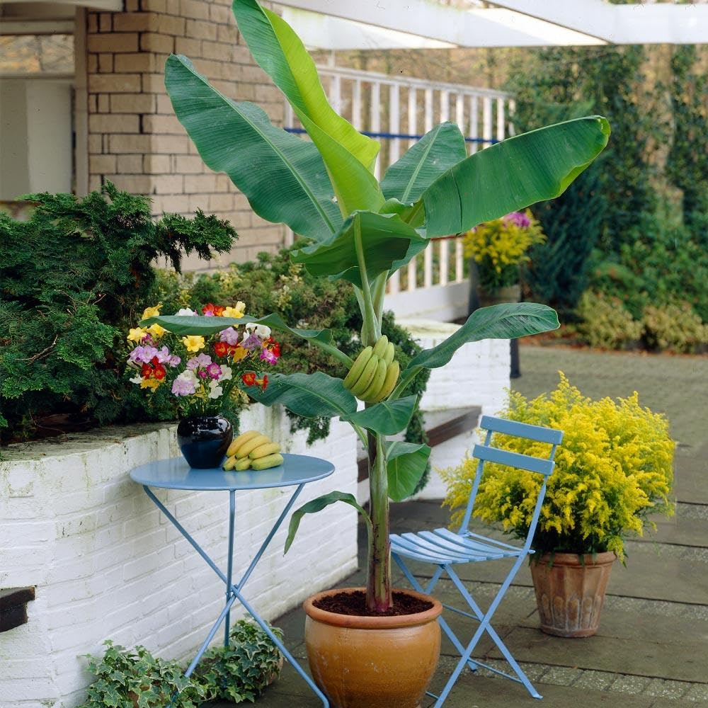 Grand Nain Banana Tree Live Plant, Well Rooted 4-8" Tall, Cold Hardy Tropical Banana Plant Live Well Rooted, Live Banana Fruit